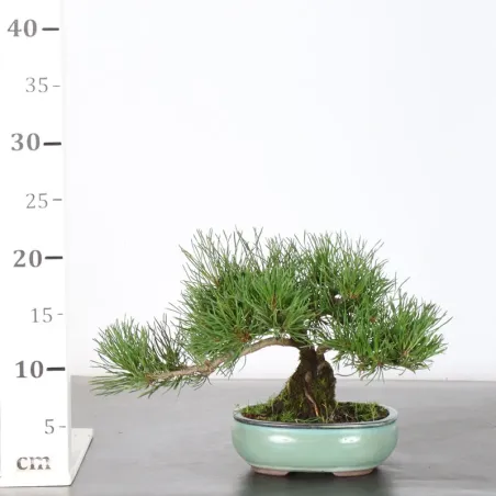image supplémentaire - BONSAI PINUS MUGO 1-14