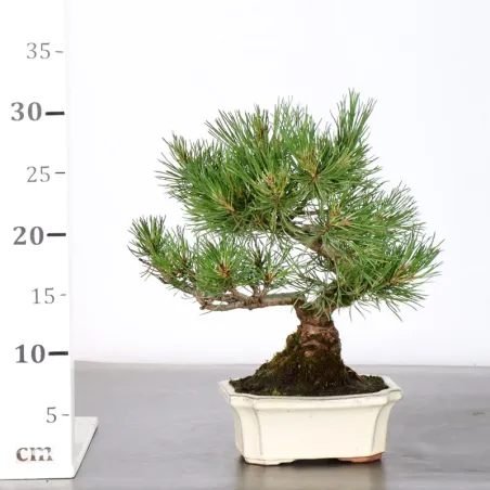 image supplémentaire - BONSAI PINUS MUGO 1-20