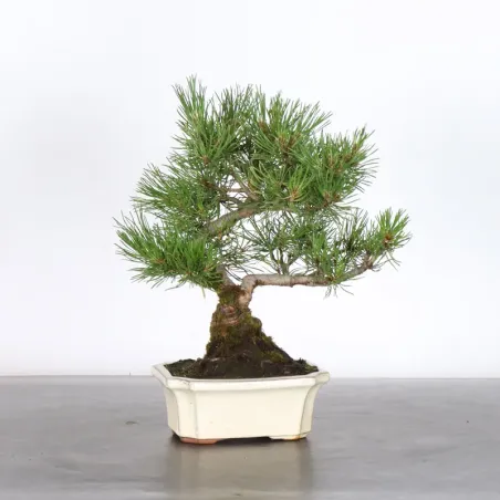 BONSAI PIN MUGO 1-20