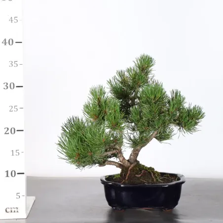 image supplémentaire - BONSAI PIN MUGO 1-22