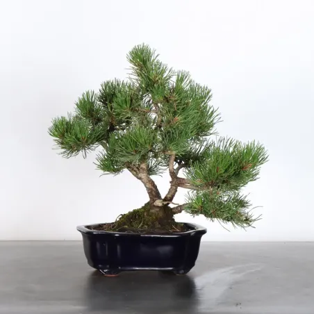 BONSAI PIN MUGO 1-22