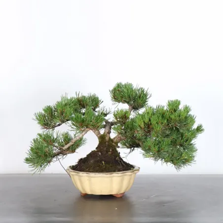 Pin mugo bonsai PM-1-6