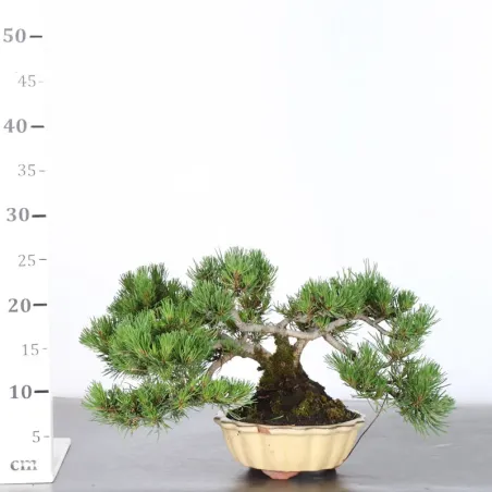 image supplémentaire - BONSAI PINUS MUGO 1-6