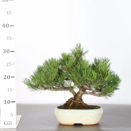 image supplémentaire - BONSAI PIN MUGO 1-7