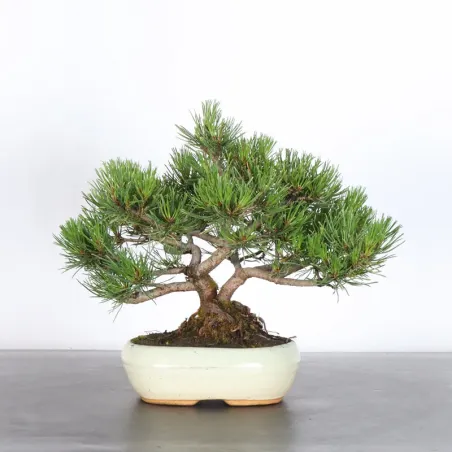 Pin mugo bonsai PM-1-7