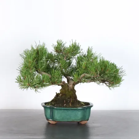 Pin mugo bonsai PM-1-8