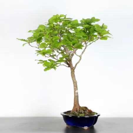 image supplémentaire - BEECH "FAGUS SYLVATICA" 1-11