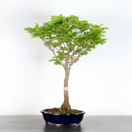 HÊTRE "FAGUS SYLVATICA" 1-11