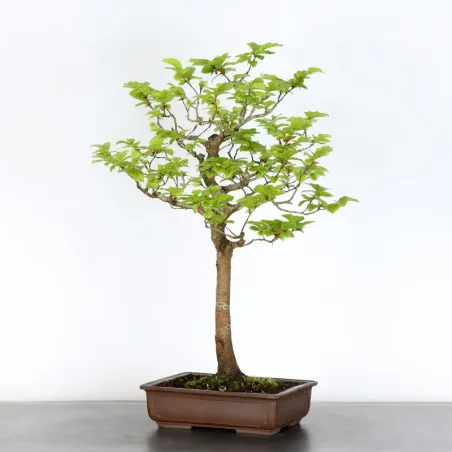 HÊTRE "FAGUS SYLVATICA" 1-15