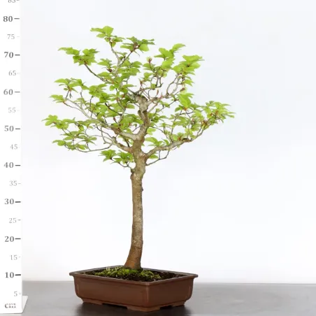 image supplémentaire - HÊTRE "FAGUS SYLVATICA" 1-15
