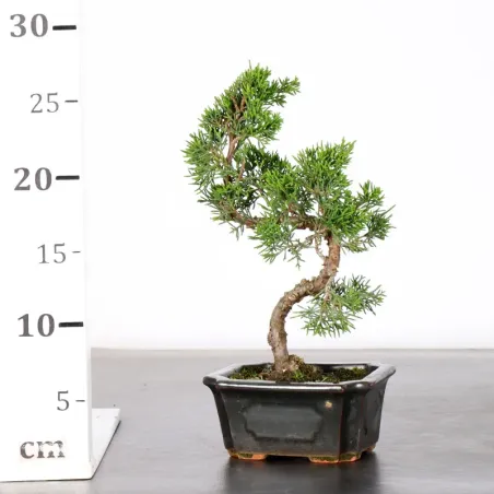 image supplémentaire - GENÉVRIER "JUNIPERUS...
