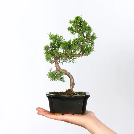 Bonsai Genévrier de Chine