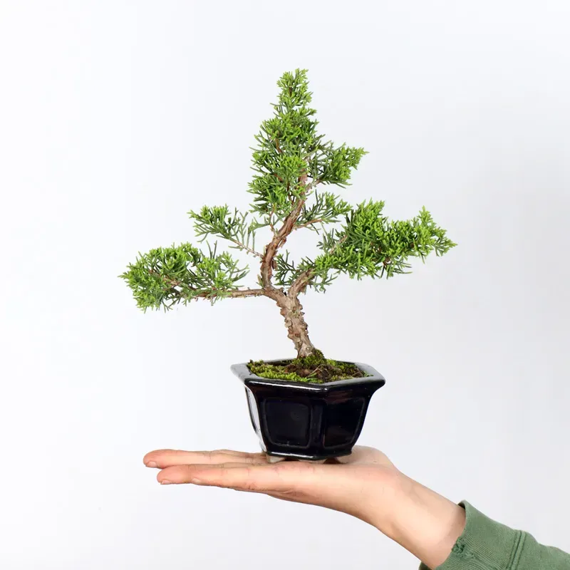 Bonsai Chinese Juniper