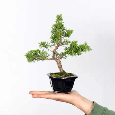 Bonsai Genévrier de Chine