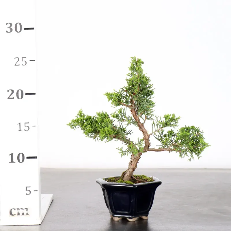 image supplémentaire - JUNIPER "JUNIPERUS...