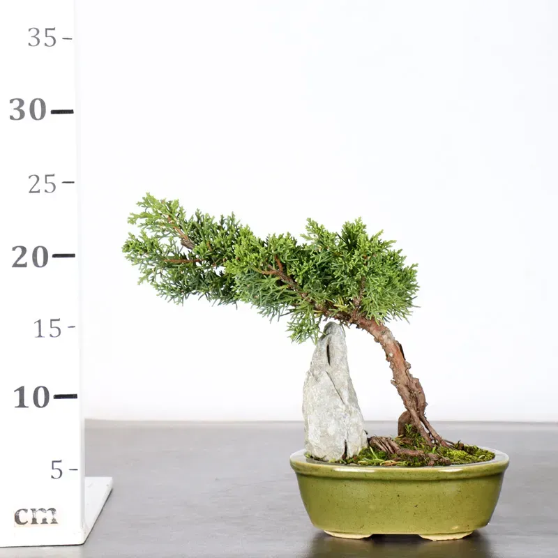 image supplémentaire - JUNIPER "JUNIPERUS KISHU" 1-9