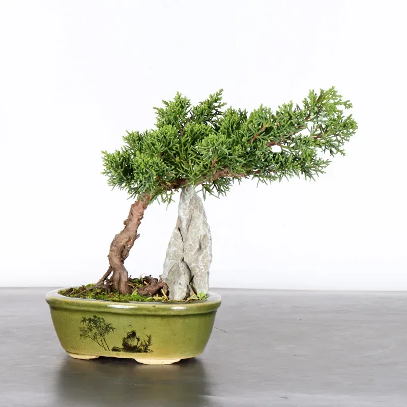 JUNIPER "JUNIPERUS KISHU" 1-9