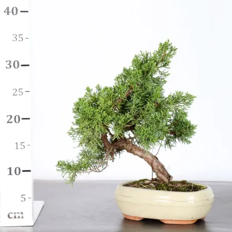 image supplémentaire - GENÉVRIER "JUNIPERUS KISHU"...