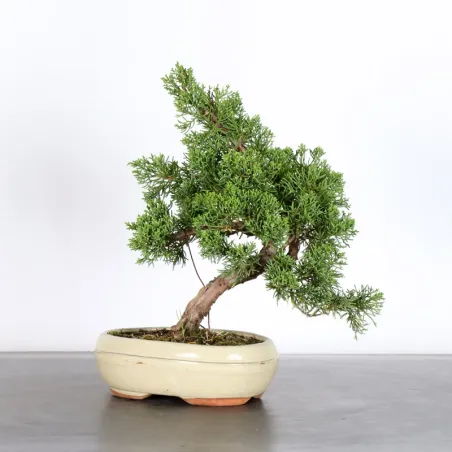JUNIPER "JUNIPERUS KISHU" 1-10