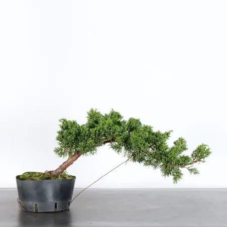 JUNIPER "JUNIPERUS KISHU" 1-11