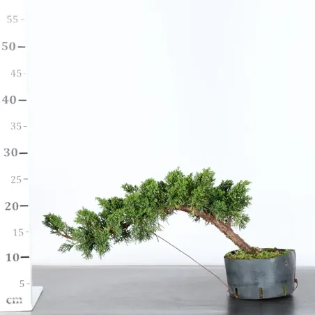 image supplémentaire - JUNIPER "JUNIPERUS KISHU" 1-11