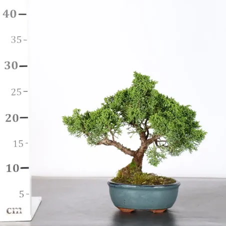 image supplémentaire - JUNIPER "JUNIPERUS KISHU" 1-12