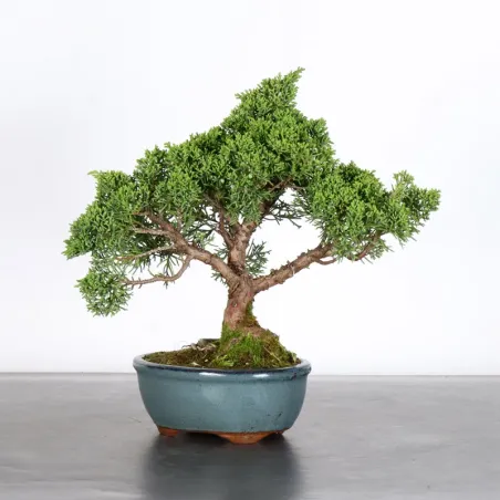 JUNIPER "JUNIPERUS KISHU" 1-12