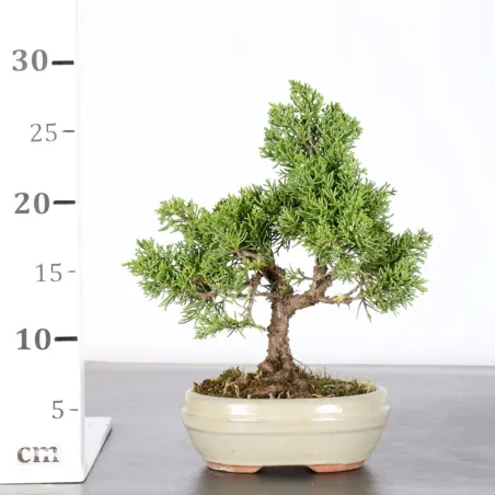 image supplémentaire - GENÉVRIER "JUNIPERUS KISHU"...
