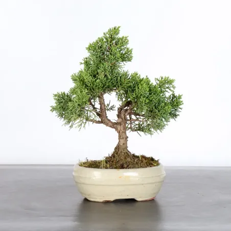 JUNIPER "JUNIPERUS KISHU" 1-16