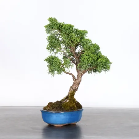 Bonsai Genévrier de Chine