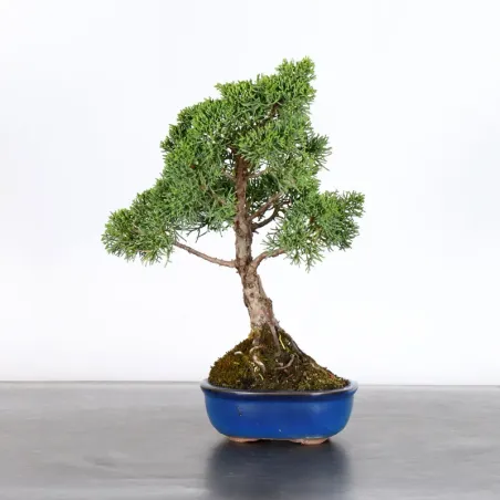 image supplémentaire - JUNIPERUS CHINENSIS KISHU 1-18