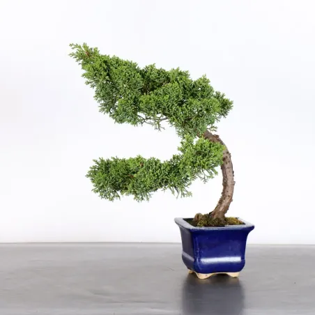 JUNIPERUS CHINENSIS KISHU 1-20