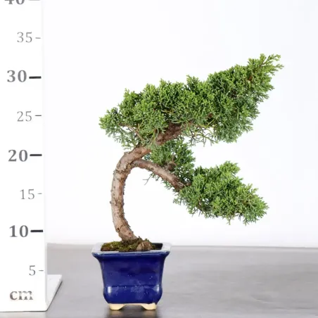 image supplémentaire - JUNIPERUS CHINENSIS KISHU 1-20
