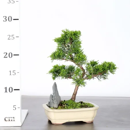 image supplémentaire - GENÉVRIER "JUNIPERUS...