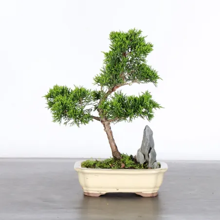 Bonsai Genévrier de Chine