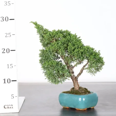 image supplémentaire - Juniper "juniperus kishu" 2-1