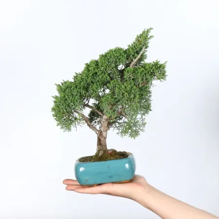 Juniper "juniperus kishu" 2-1