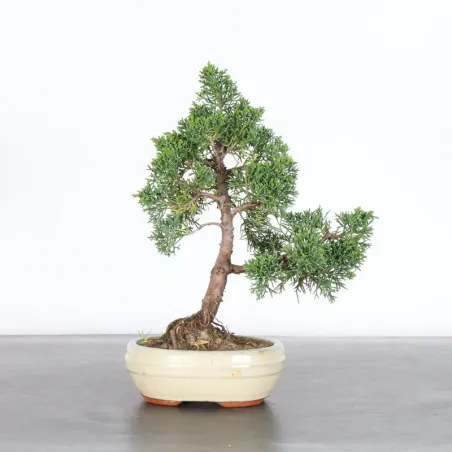 image supplémentaire - GENÉVRIER "JUNIPERUS KISHU"...