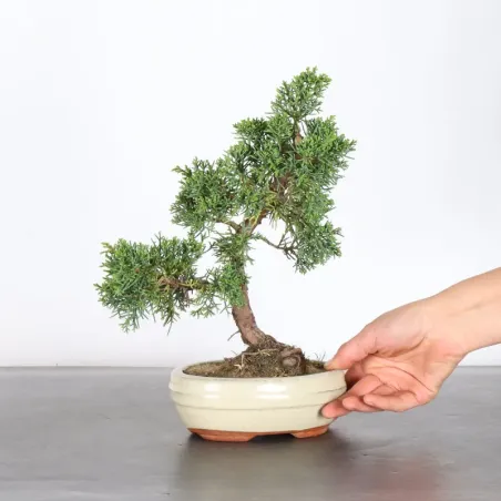 GENÉVRIER "JUNIPERUS KISHU" 2-2
