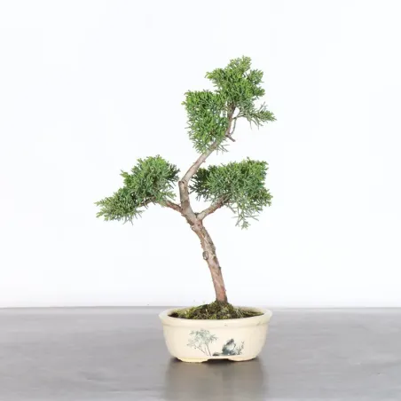 GENÉVRIER "JUNIPERUS KISHU" 2-4