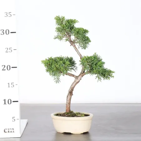 image supplémentaire - GENÉVRIER "JUNIPERUS KISHU"...