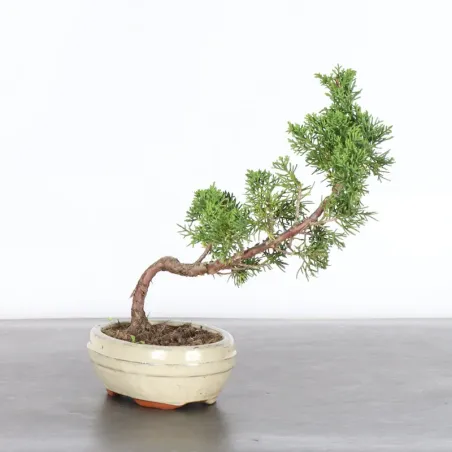 GENÉVRIER "JUNIPERUS KISHU" 2-5
