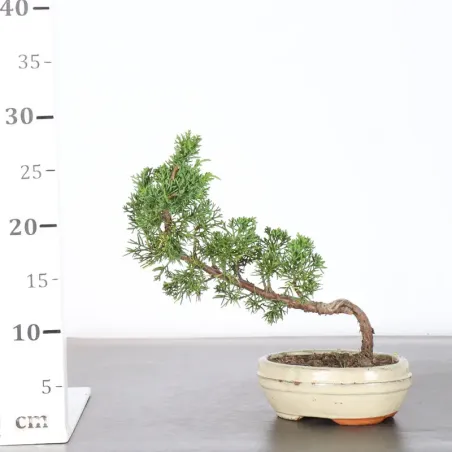 image supplémentaire - JUNIPER "JUNIPERUS KISHU" 2-5