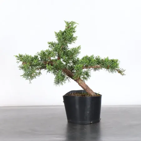 GENÉVRIER "JUNIPERUS KISHU" 2-6