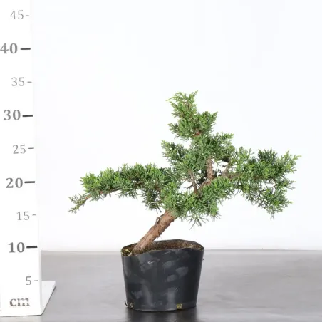 image supplémentaire - JUNIPERUS CHINENSIS KISHU 2-6