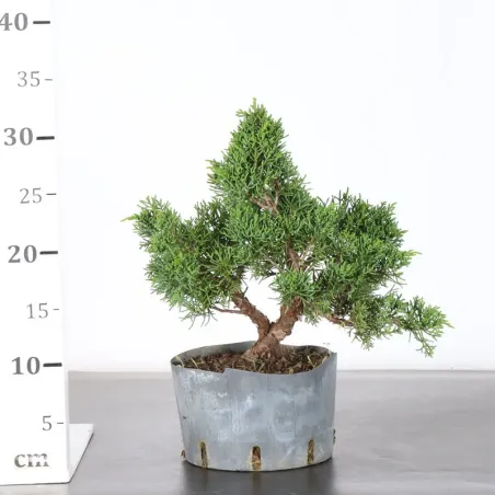 image supplémentaire - GENÉVRIER "JUNIPERUS KISHU"...