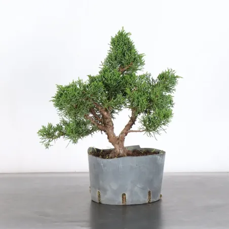 Juniper "juniperus kishu" 2-7