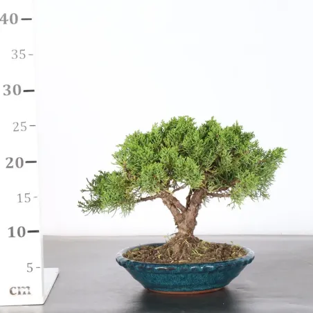 image supplémentaire - GENÉVRIER "JUNIPERUS KISHU"...
