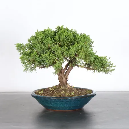 GENÉVRIER "JUNIPERUS KISHU" 2-8
