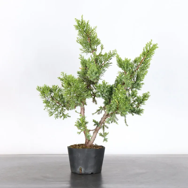 JUNIPERUS CHINENSIS FORMOSA 2-9